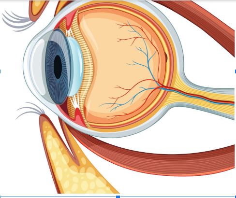 Retinal detachment - symptoms, treatment methods and post surgery tips